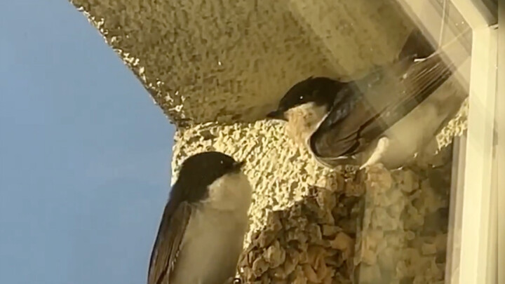 Thanks for letting us build a nest in your window!