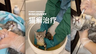 This video will help you understand the treatment process for feline ringworm.