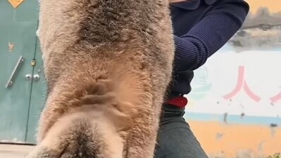 Lão Dê Sôi Nổi Ham Ăn