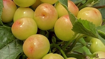 ซื้อต้นเชอร์รี่มาสองต้น ตั้งแต่นี้ไปไม่ต้องกังวลว่าจะไม่มีเชอร์รี่กินอีกแล้ว