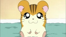 Hamtaro Episode 14 The Search for Sandy's Brother