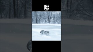 Wolf - MOGMOG PLANET Observation Diary | It's Anime #shorts #anime #animals