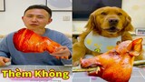 Thú Cưng TV | Đa Đa Thánh Chế #37 | Chó Golden Gâu Đần thông minh vui nhộn | Pets cute smart dog