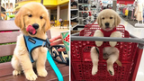 Funniest & Cutest Golden Retriever Puppies 7- Funny Puppy Videos 2020