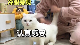 Điều gì sẽ xảy ra khi bạn ngừng vuốt ve chú mèo của mình?