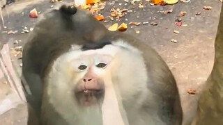 Monkey: It's not for nothing, not for nothing at all.