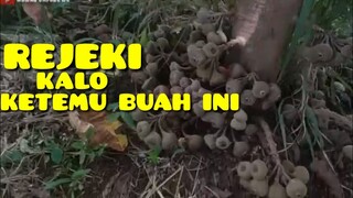 BUAH LANGKA||klo rejeki emang gak kemana