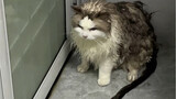 I heard that some people want to watch a 20-pound ragdoll cat take a bath