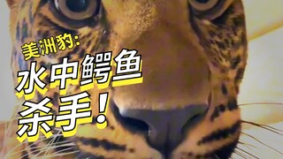 What? You can't tell the difference between a leopard, a cheetah, and a jaguar?
