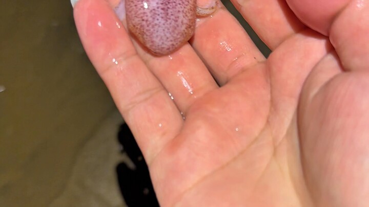 Nemu si kecil octopus yang imut banget saat mencari kerang di laut!