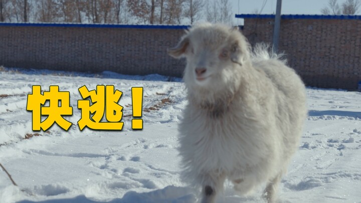 在线等，这羊怎么吃才好？【重返毛乌素】