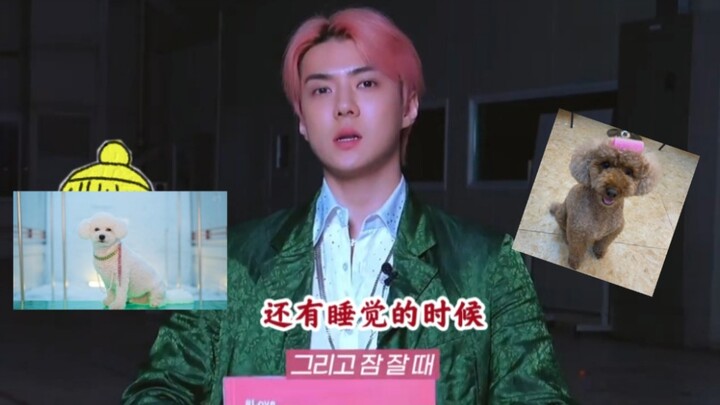 [Sehun Oh] My noble pets: one loves to crawl between my legs, and the other thinks it’s a human.