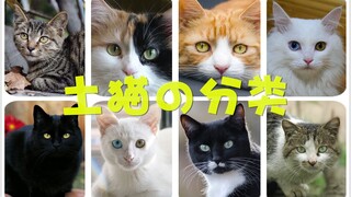 【科普】超详细！土猫の分类最全攻略！适合新手养の土猫类别推荐！猫奴必收藏！