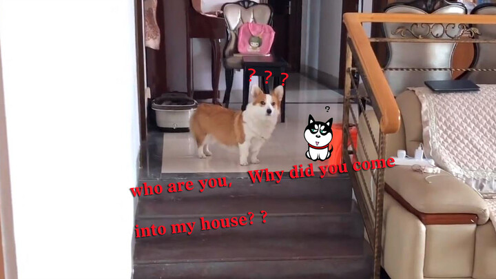 Seperated for 10 months, my Corgi Fuzai can't even recognize me!!!
