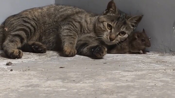 Versi nyata Tom dan Jerry, Mouse: Tolong beri aku kematian yang cepat