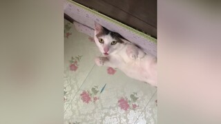 หลับ??? ลิ้น  ????   แมวติดแม่ tiktokUni tiktokcat cat catfun