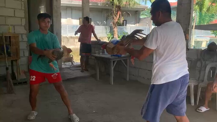 Doms sparring