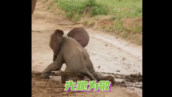 Một chú voi con nặng hơn 50 kg, làm sao mà chững chạc được chứ hahaha #động_vật #voi