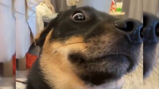 Who taught you how to train dogs like this?