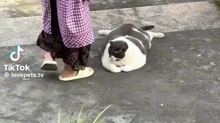 Big cat