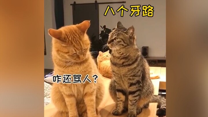 好家伙，猫一开口我直呼好家伙！