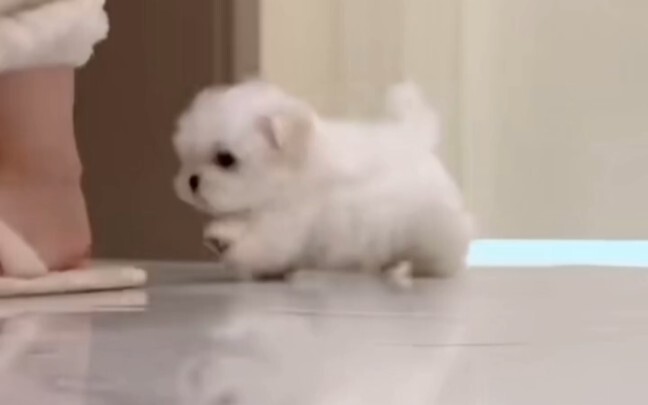 Aduh, anjing kecil ini imut banget!