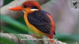 ORIENTAL DWARF KINGFISHER at its favourite perches, Windsor Nature Park, Singapore