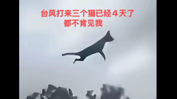 Three cats were swept in by the typhoon—and it’s already been four days!