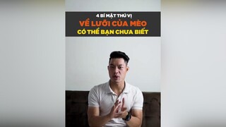 4 bí mật thú vị về lưỡi của mèo có thể bạn chưa biết petonesaigon petnhatrang tuitienpet dcgr