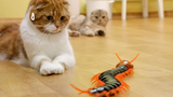 ปฏิกิริยาของแมวต่อตะขาบยักษ์ SURI&NOEL CAT&39;s STORY