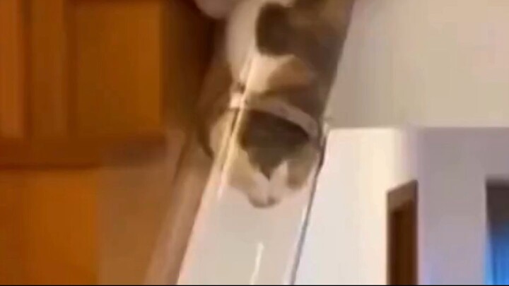 Cat Chute