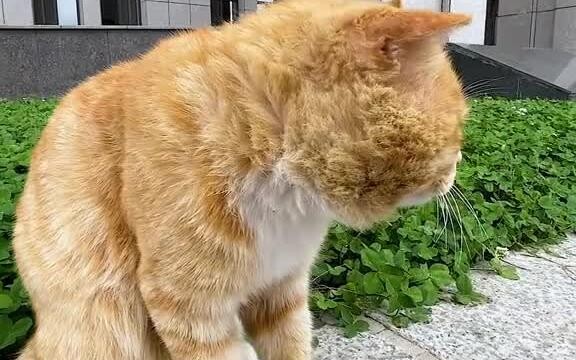 Because he was so good at catching mice, the police officer was reluctant to drive them away, and th