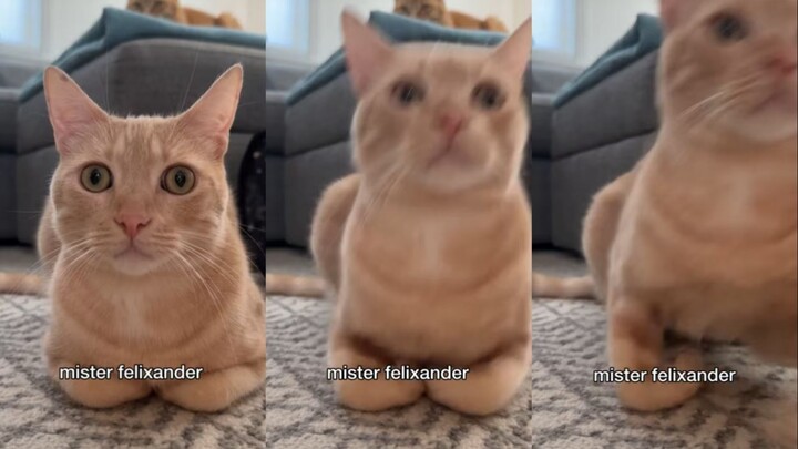 Mengapa tidak merekam video panjang untuk kucing kecil? Silakan tonton VCR-nya