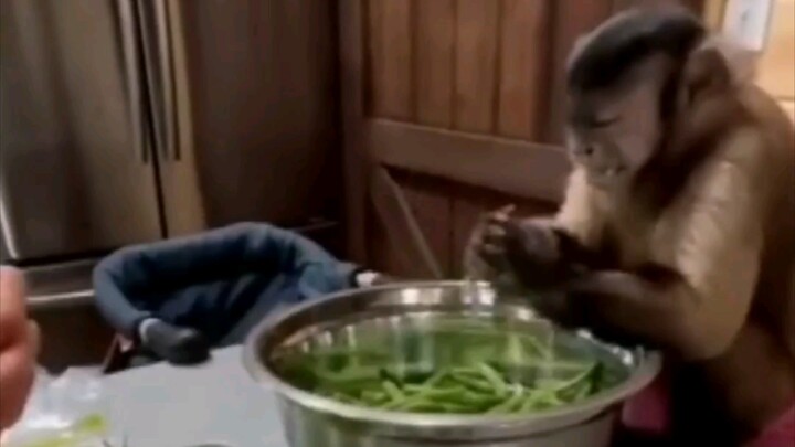 ครอบครัวอเมริกันรับลิงคาปูชินมาเลี้ยง แต่ไม่คาดคิดว่าพอโตขึ้นจะกลายเป็นลิงใช้งาน!