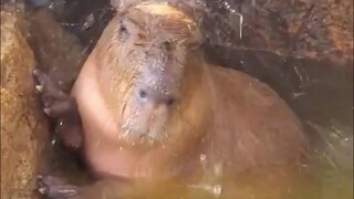 Capybaras who enjoy getting hit on the head vs. capybaras who love being splashed with water—they ma