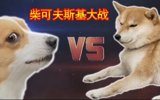 ชิบะกับคอร์กี้อยู่แต่ในบ้านนานๆ จะเป็นยังไงนะ?