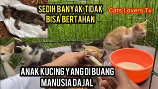 Anak Kucing Yang Di Buang Orang Kesurupan Dajal Ini Kabar Mereka..!