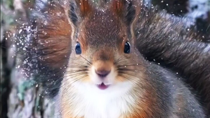 So it turns out animals' fluffy big tails have so many uses!