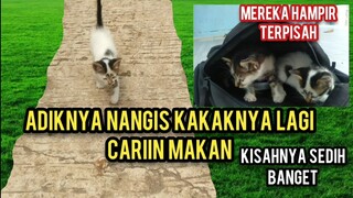 Anak Kucing Menangis Ngejar-Ngejar Sambil Triak-Teriak Minta Di Adopsi Sang Kakak Lagi Cari Makan..!