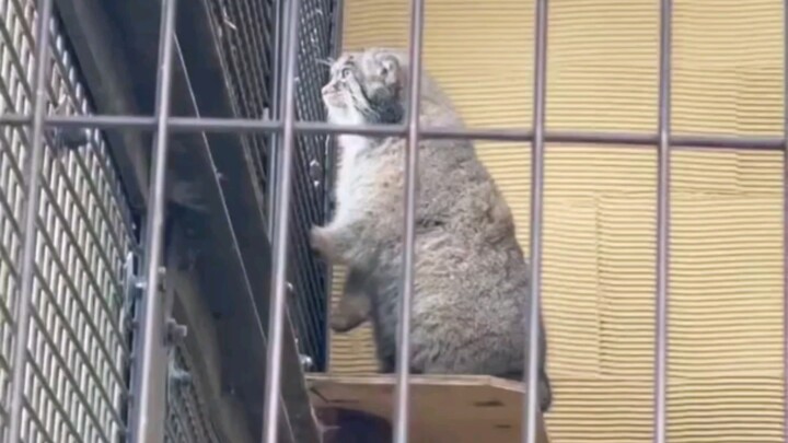 The chubby Pallas’s cat saw that dinner had started next door and couldn’t sit still—then even prete