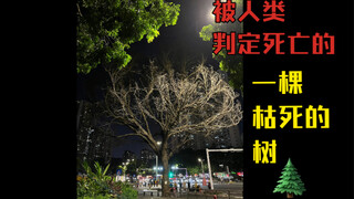 枯死的参天大树 城市里一棵被人类判定死亡了的大树 我的物候学式人间记录 通勤路上城市植物多样性观察日记 草木集 城市里的小森林