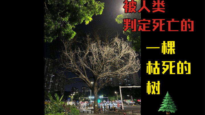 枯死的参天大树 城市里一棵被人类判定死亡了的大树 我的物候学式人间记录 通勤路上城市植物多样性观察日记 草木集 城市里的小森林