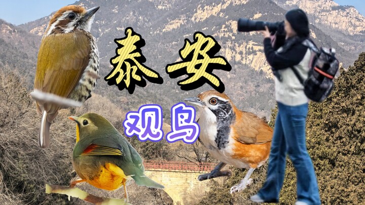 Who knew there were still these birds in Tai’an? Birdwatching Vlog at Longtan Park at the Foot of Mo