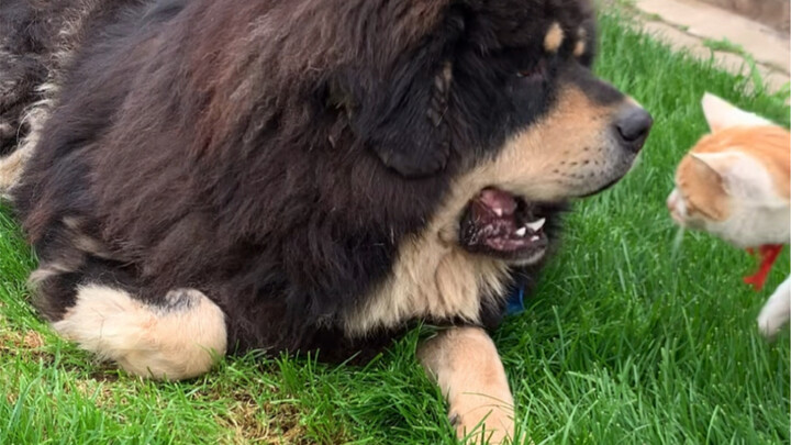 Before I got a cat, my dog looked like this – The Three-Body Problem edition