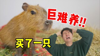 I bought a Capybara for 55,000 yuan and it almost died in a few days! It's too fragile!