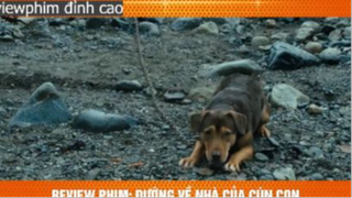 đường về nhà của cún con p4 #reviewphimdinhcao