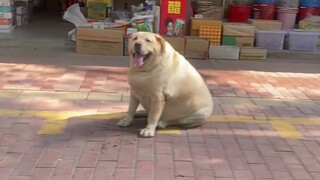 Fat Dog Fat Dog