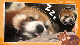 [Satwa] Menaruh Apel Ketika Panda Merah Tidur
