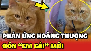 Phản ứng của Hoàng Thượng khi biết mình có thêm EM GÁI 😂 | Yêu Lu