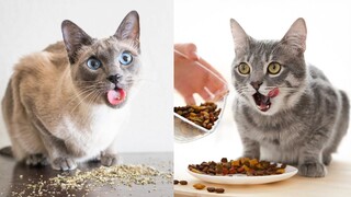 Dogs and Cats Reaction to Food - Funny Animal Reacion (2020)